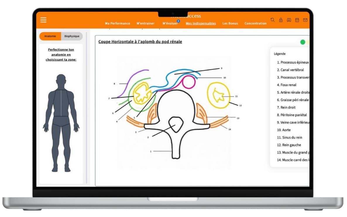 Exemple d'exercice d'anatomie